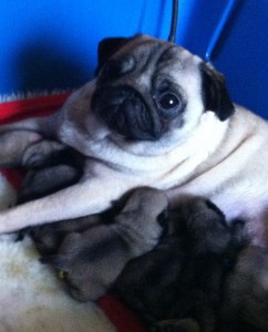 mum with pug puppies