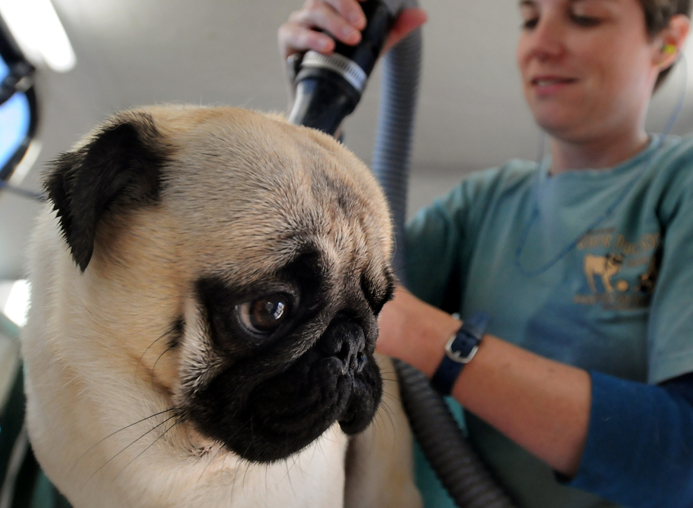 taking care of a pug